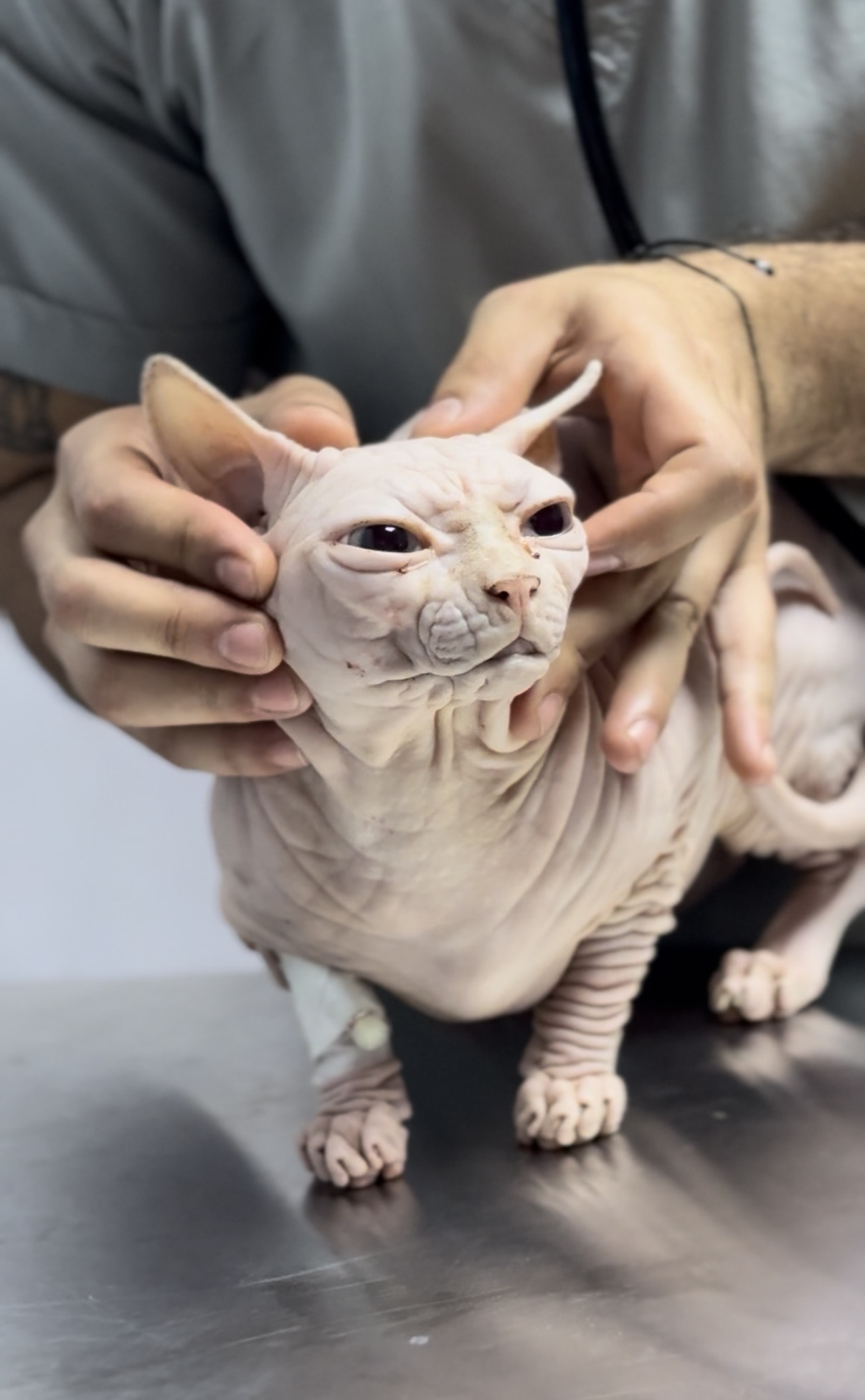 Veterinaria examinando a un gato