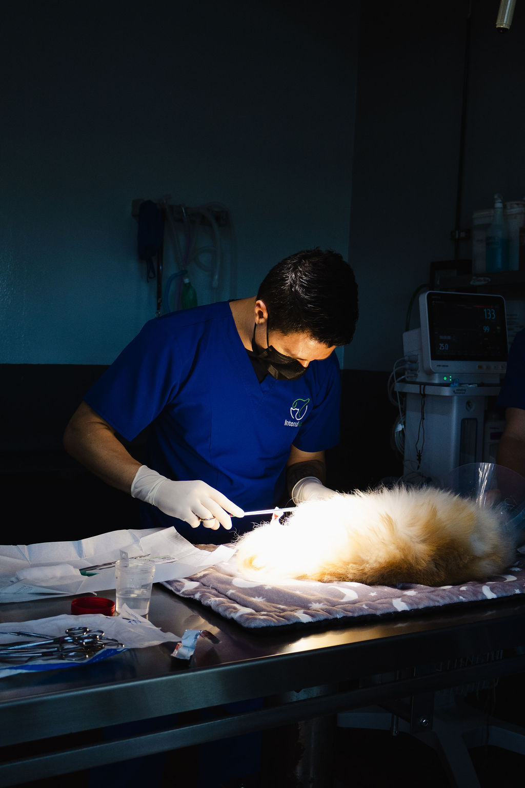 Cirugía veterinaria en quirófano